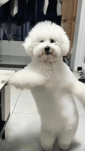나루토추는 강아지.gif.webp