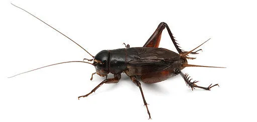 다운로드 (16).jpg.webp